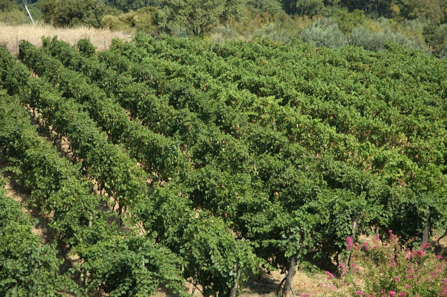 rows of vines from above at 'Dougos Winery' vineyards